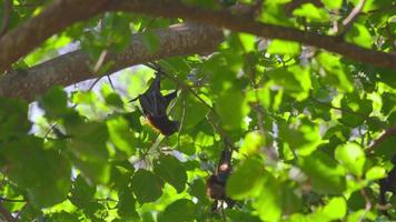 tres zorro volador de lyle pteropus lylei cuelga de una rama de árbol, cámara lenta video