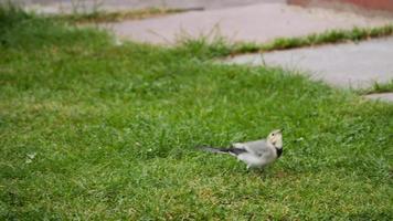 une petite bergeronnette grise, motacilla alba, marchant sur une pelouse verte et mangeant des insectes video