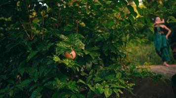 un asiático hombre intentos a recoger Fruta desde un árbol con su manos mientras caminando en el medio de un bosque video