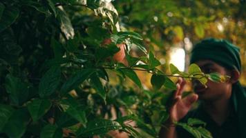 un asiatique homme essaie à choisir fruit de une arbre avec le sien mains tandis que en marchant dans le milieu de une forêt video