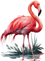 Rosa flamingo aguarela png