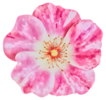 coloré épanouissement fleur aquarelle illustration png