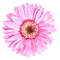 colorato fioritura fiore acquerello illustrazione png
