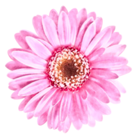 färgrik blomning blomma vattenfärg illustration png