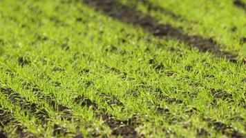 Grün Gras im das Wind im Natur video