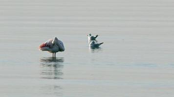 animal pájaro flamenco en mar agua video