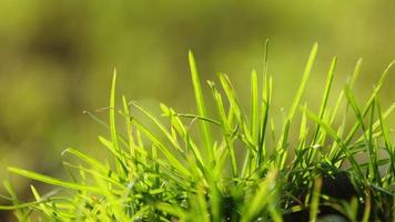 verde erba nel il vento nel natura video