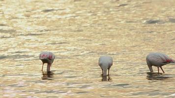dier vogel flamingo in zee water video