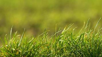 Grün Gras im das Wind im Natur video