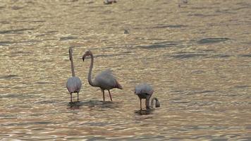 dier vogel flamingo in zee water video