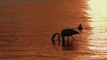 dier vogel flamingo in zee water video