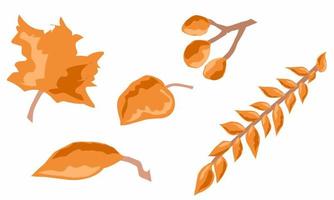 flat lay vector illustration. Beautiful dry leaves in autumn