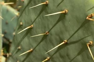 Green tropical cactus with needles close-up photo