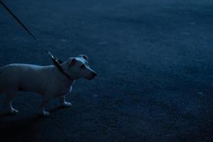 Small white dog on a leash looks to the side. Night street photography. Copy space photo