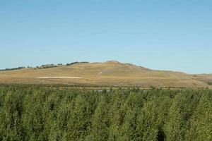 Steppe and hills area landscape, green forest in summer photo