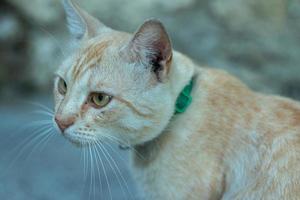 Home beautiful pet cat with a collar looks to the side. Portrait of a cat. Pet care concept photo