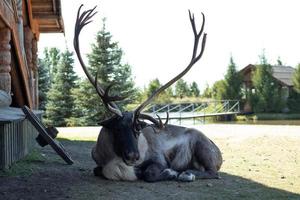 Reindeer with large antlers lies on the ground and looks photo