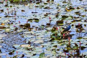 bird  in a lake in Phatthalung.south Thatiland photo