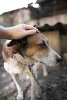 A lonely and sad guard dog on a chain near a dog house outdoors. photo