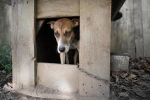 A lonely and sad guard dog on a chain near a dog house outdoors. photo