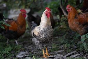 beautiful chickens and roosters outdoors in the yard. photo