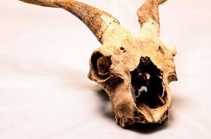 Animal Skull Stock Photos, Images and Backgrounds for Free Download
