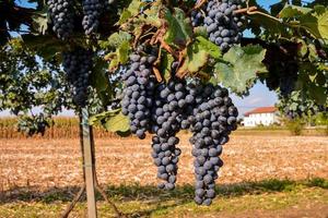 Red grape on the farm photo