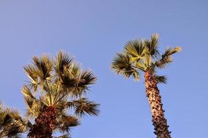 Palm trees at the beach photo