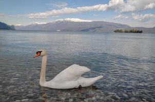 Swan on the lake photo