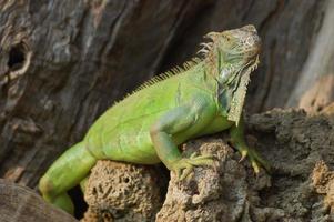 Iguana close up photo