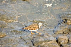 Bird on a rock photo