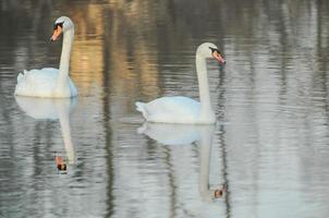 Swans on the lake photo