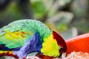 Colourful parrot in the zoo photo