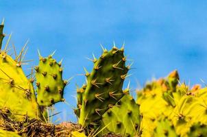 Cactuses under blue sky photo