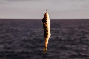 Fish on a hook photo