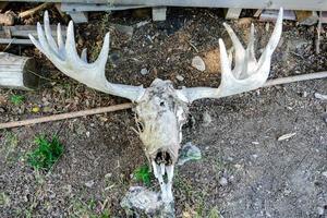 Skull in the dirt photo