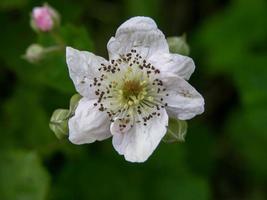 flor de cerca foto