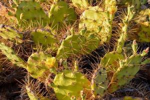 cactus verde de cerca foto