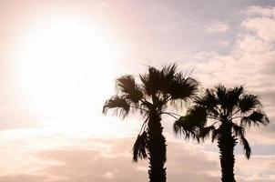 Palm trees at sunset photo