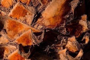 Palm tree trunk close up photo