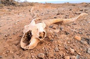 Skull on the road photo