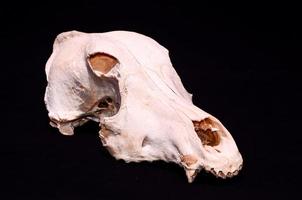 cráneo animal sobre fondo negro foto