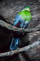 Colourful bird in the zoo photo