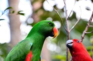 vistoso loro en el zoo foto