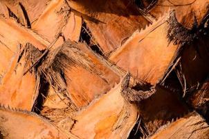 Palm tree trunk close up photo