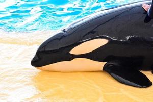 Whale on a water tank photo