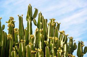 alto verde cactus foto