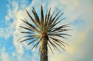 Green palm tree photo