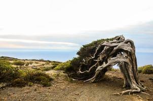 doblado árbol en el costa foto