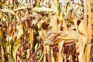 Corn field close up photo